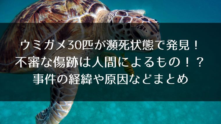 ウミガメ30匹が瀕死状態で発見 不審な傷跡は人間によるもの 事件の経緯や原因などまとめ よもやまばなし